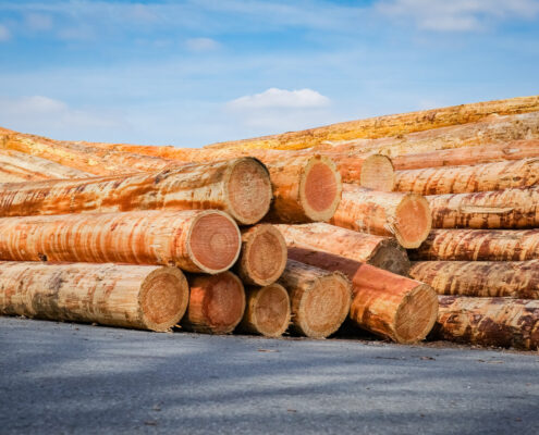 Holzwirtschaft - Stapel mit entrindeten Baumstämme