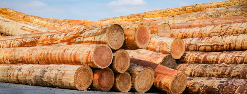 Holzwirtschaft - Stapel mit entrindeten Baumstämme