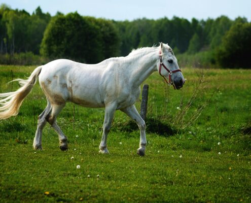 Pferd