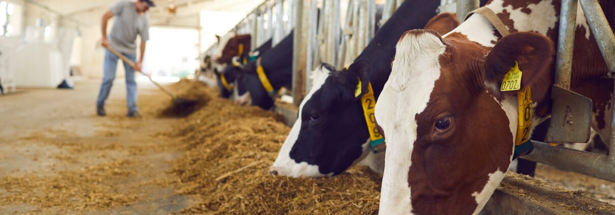 Kühe fressen Heu im modernen Stall | Stalleinrichtung