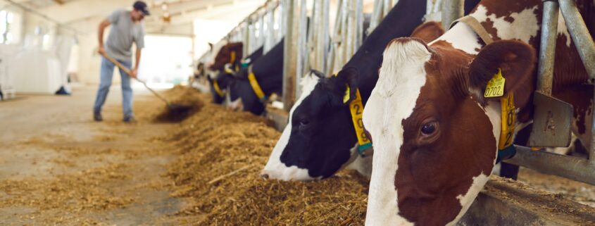 Kühe fressen Heu im modernen Stall | Stalleinrichtung