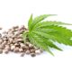 Blue Zushi_Ganja Farmer