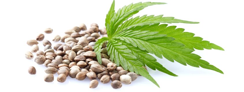 Blue Zushi_Ganja Farmer
